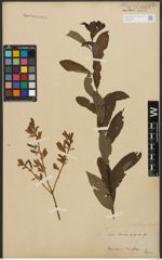 Foto von Salix purpurea L. x Salix silesiaca Willd.